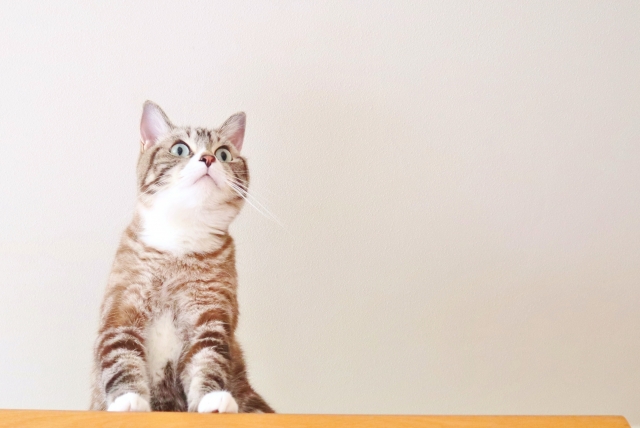 ネットで検索する猫